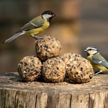What Are Bird Balls and How Do They Attract Birds?