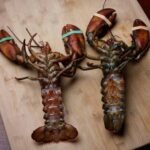 5 Fascinating Facts About Female Lobster