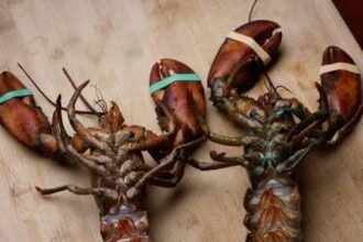 5 Fascinating Facts About Female Lobster