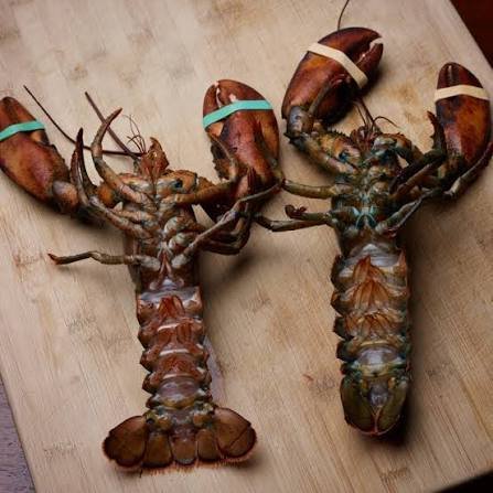 5 Fascinating Facts About Female Lobster