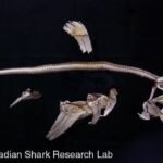 How to Identify Different Shark Skull Types