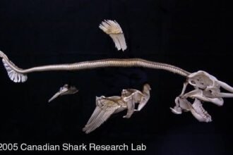 How to Identify Different Shark Skull Types