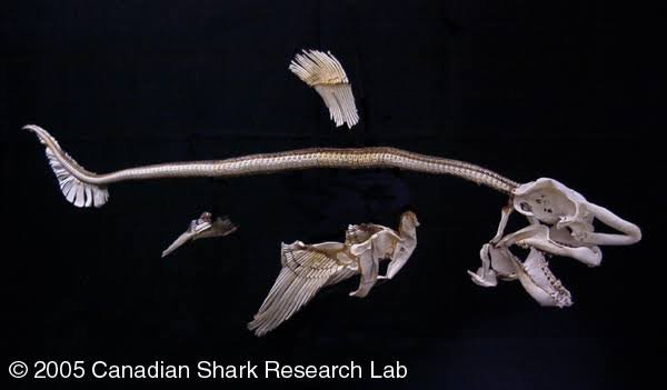 How to Identify Different Shark Skull Types