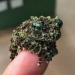 5 Fascinating Facts About the Mossy Frog