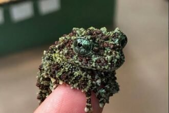 5 Fascinating Facts About the Mossy Frog