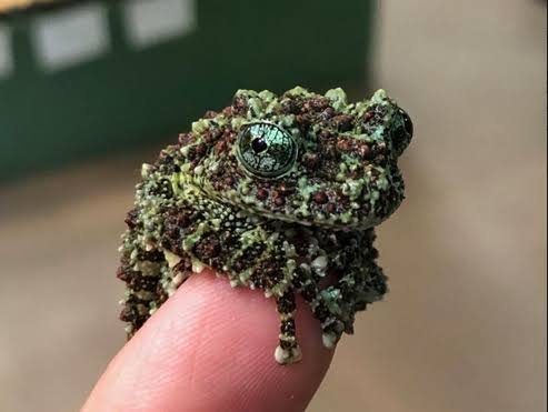 5 Fascinating Facts About the Mossy Frog