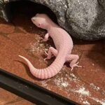 How to Care for Your Albino Gecko Effectively