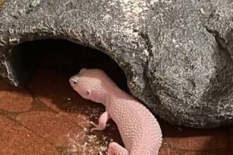 How to Care for Your Albino Gecko Effectively