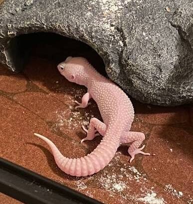 How to Care for Your Albino Gecko Effectively
