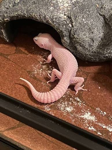 How to Care for Your Albino Gecko Effectively