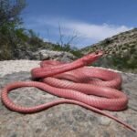5 Fascinating Facts About Pink Corn Snakes
