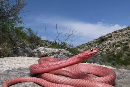 5 Fascinating Facts About Pink Corn Snakes