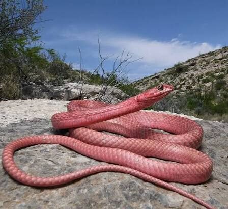 5 Fascinating Facts About Pink Corn Snakes