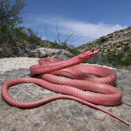5 Fascinating Facts About Pink Corn Snakes