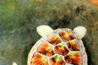 What Makes Albino Turtle Unique in the Animal Kingdom?