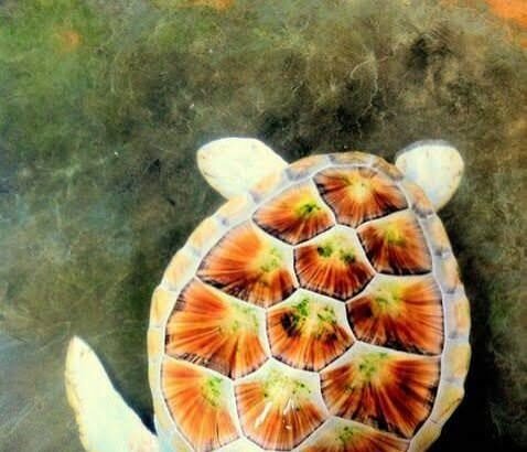 What Makes Albino Turtle Unique in the Animal Kingdom?