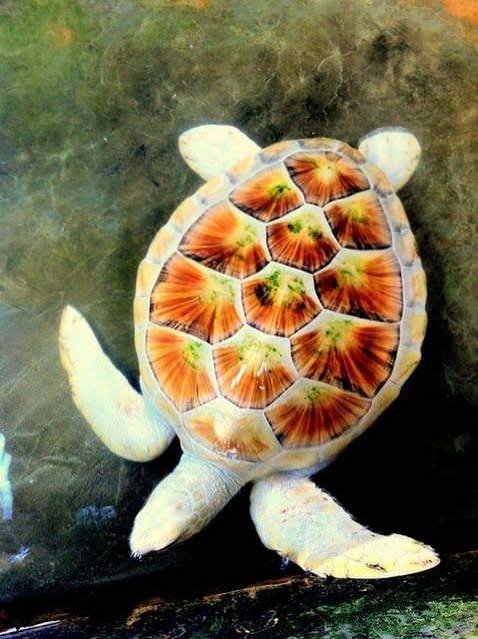 What Makes Albino Turtle Unique in the Animal Kingdom?