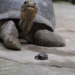 5 Essential Tips for Raising a Baby Tortoise