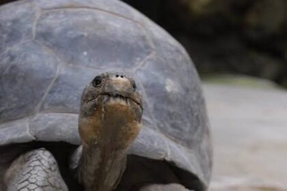 5 Essential Tips for Raising a Baby Tortoise