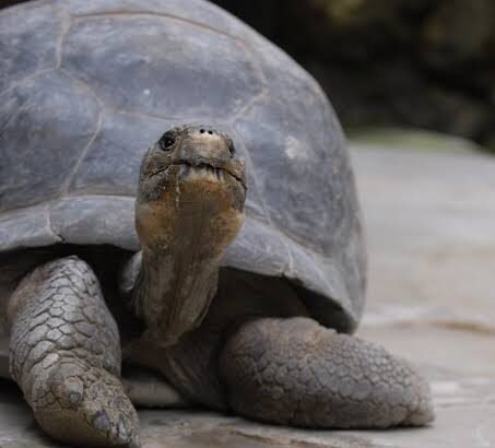 5 Essential Tips for Raising a Baby Tortoise