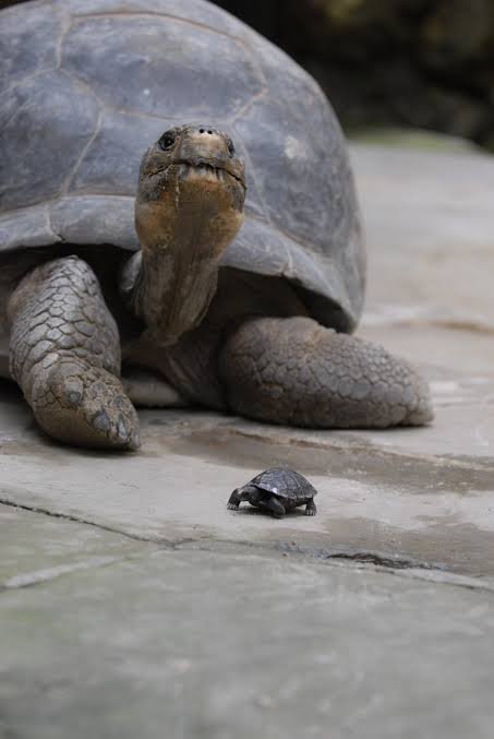 5 Essential Tips for Raising a Baby Tortoise