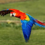 How to Determine the Scarlet Macaw Price