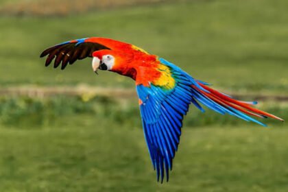How to Determine the Scarlet Macaw Price