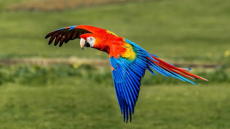 How to Determine the Scarlet Macaw Price