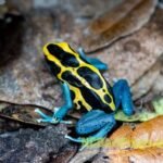 5 Fascinating Facts About Poison Dart Frog for Sale
