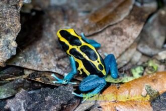 5 Fascinating Facts About Poison Dart Frog for Sale