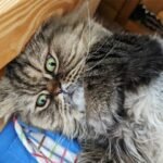 5 Fun Ways to Stare at Cat