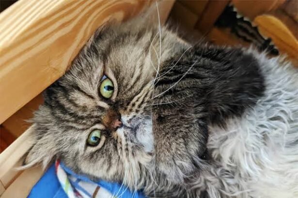 5 Fun Ways to Stare at Cat