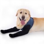 Why Should You Consider Socks for Dogs?