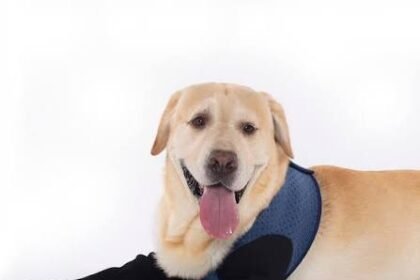 Why Should You Consider Socks for Dogs?