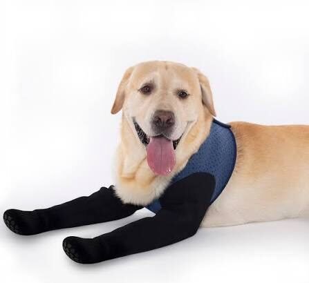 Why Should You Consider Socks for Dogs?