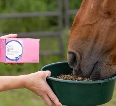 5 Benefits of Prascend for Horses with Cushing's