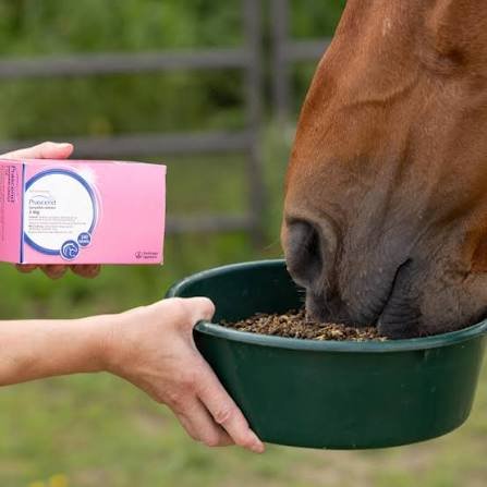 5 Benefits of Prascend for Horses with Cushing's