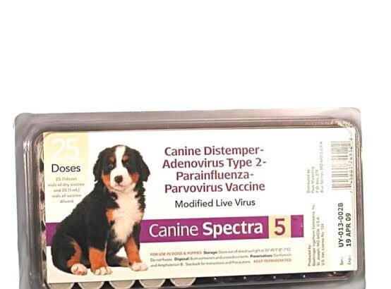 5 Essential Facts About the 5 in 1 Puppy Shot