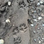 5 Essential Tips for Navigating Cougar Track