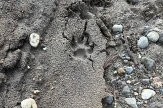 5 Essential Tips for Navigating Cougar Track