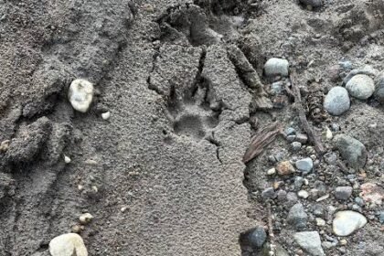5 Essential Tips for Navigating Cougar Track