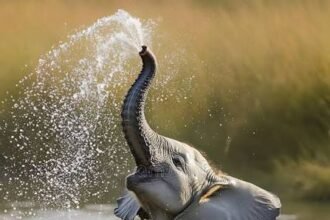 5 Essential Tips for Elephant Watering Techniques