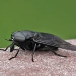 5 Fascinating Facts About Giant Fly You Didn't Know