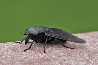 5 Fascinating Facts About Giant Fly You Didn't Know