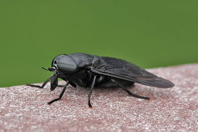 5 Fascinating Facts About Giant Fly You Didn't Know