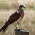 5 Fascinating Facts About Texas Hawks