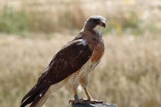5 Fascinating Facts About Texas Hawks