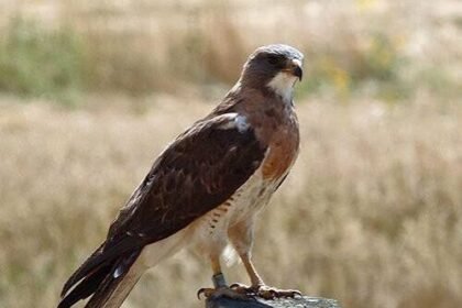 5 Fascinating Facts About Texas Hawks