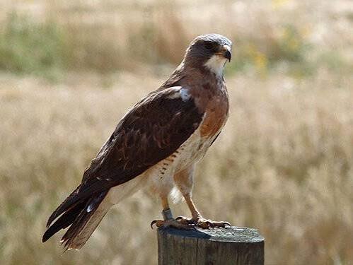 5 Fascinating Facts About Texas Hawks