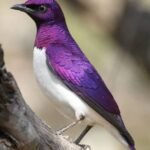 How to Identify Common Purple Bird Species